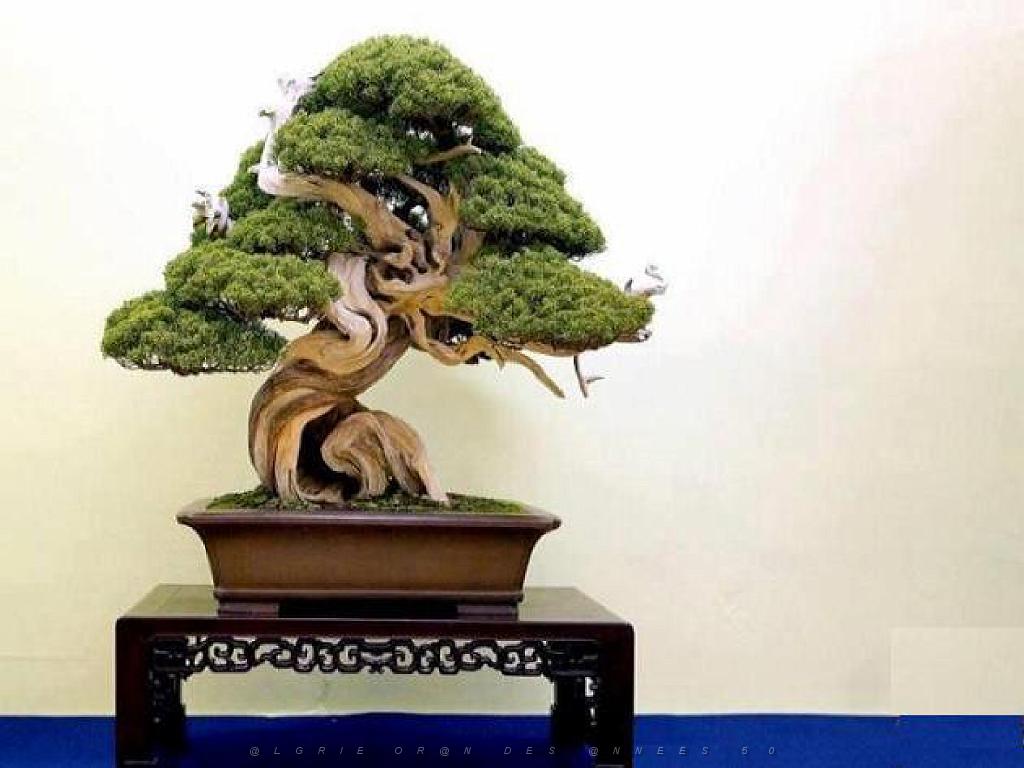 149 BONZAI A MAULEVRIER 2016_000014.jpg
